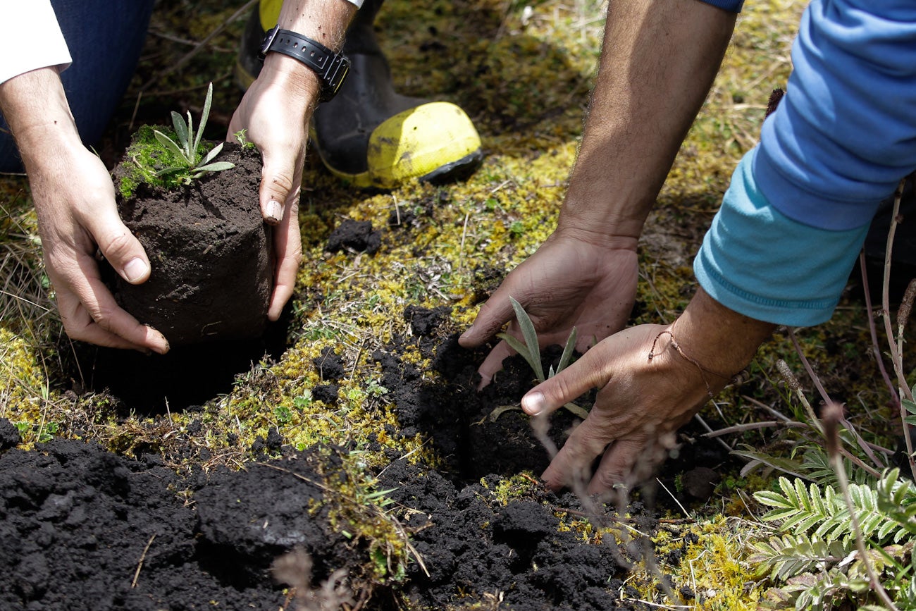 Frailejones Sumapaz 