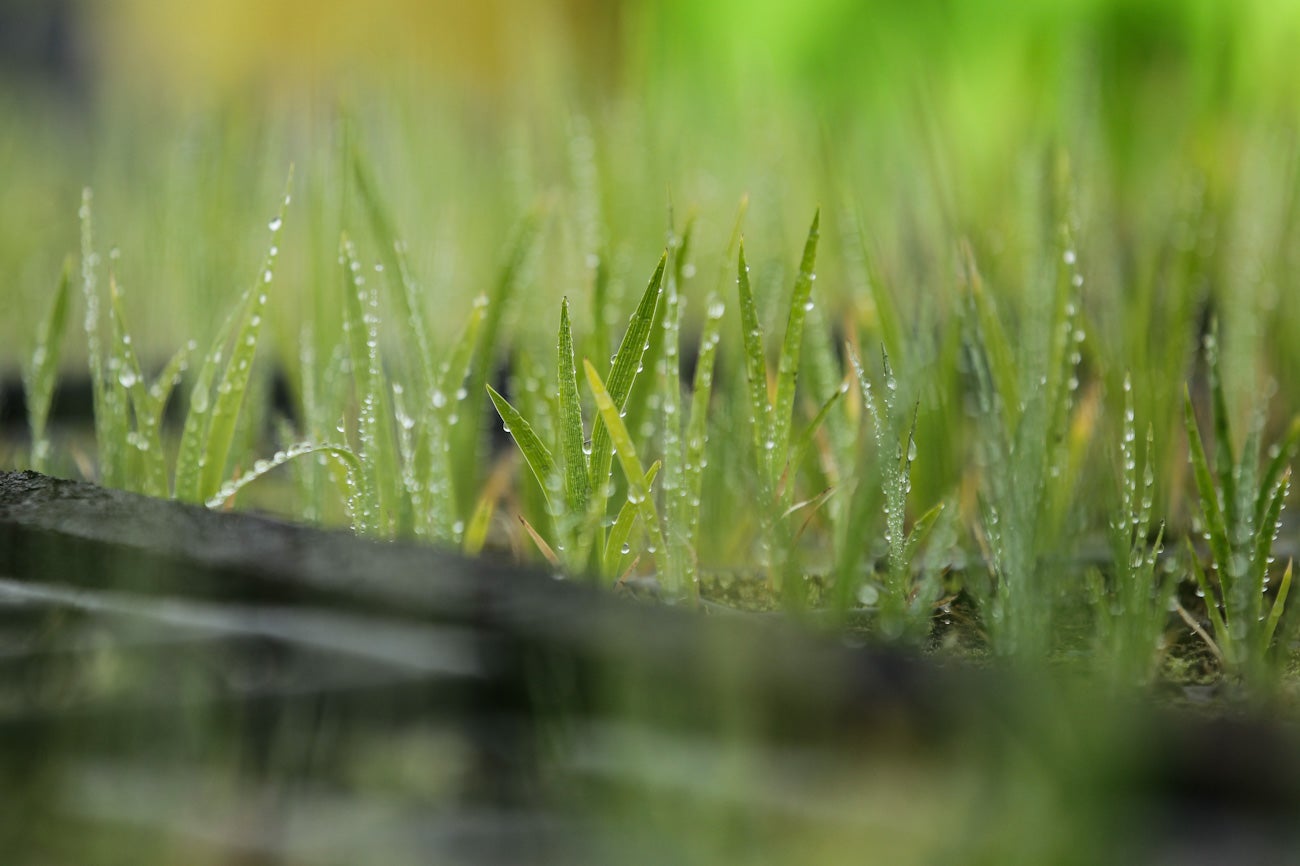 Frailejones Sumapaz