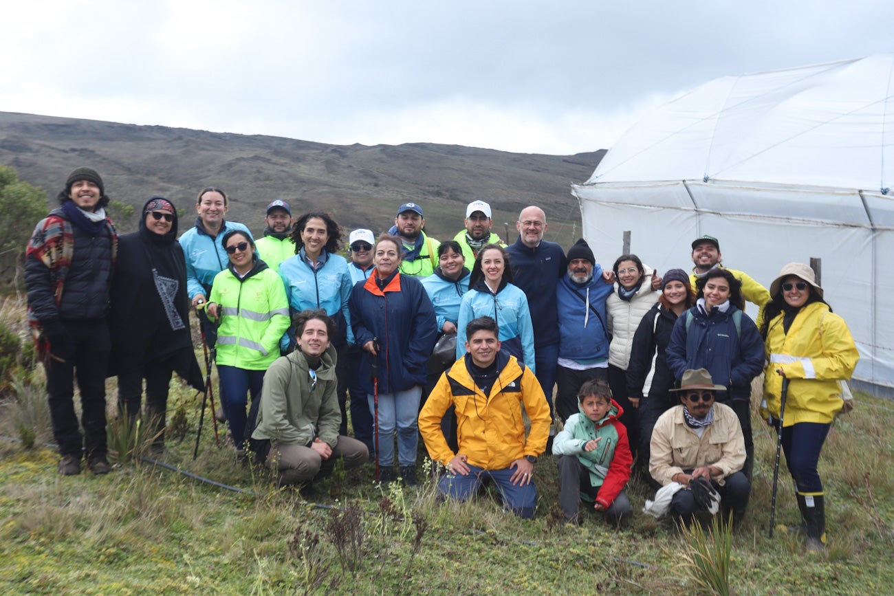 Frailejones Sumapaz