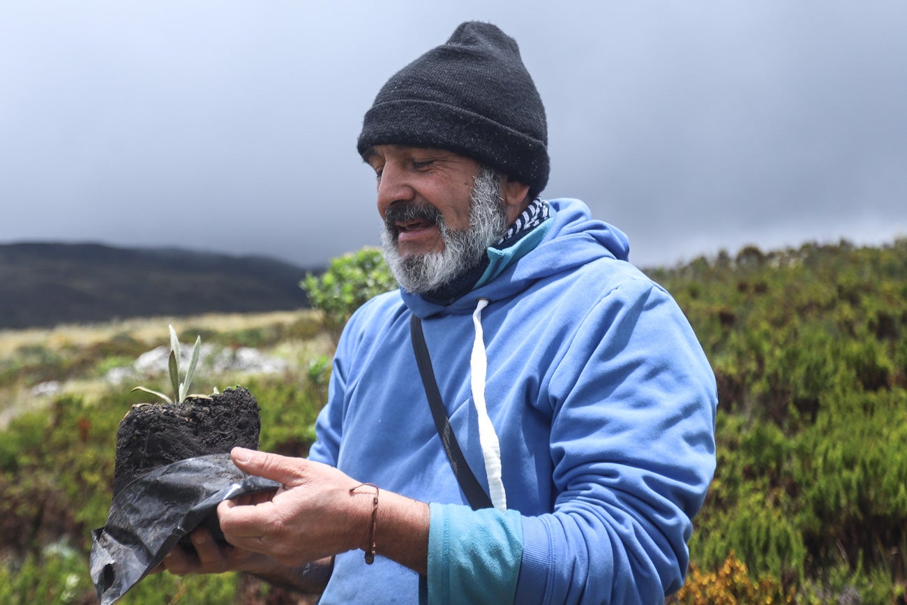 Frailejones Sumapaz