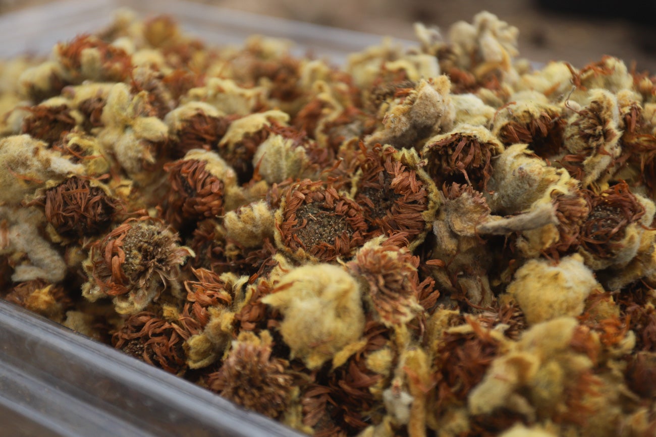 Frailejones Sumapaz