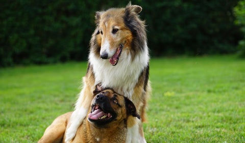 Perros
