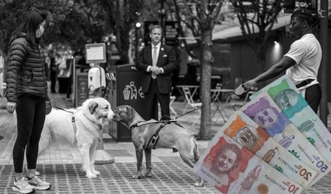 Sanciones a dueños de perros que incumplen normativas
