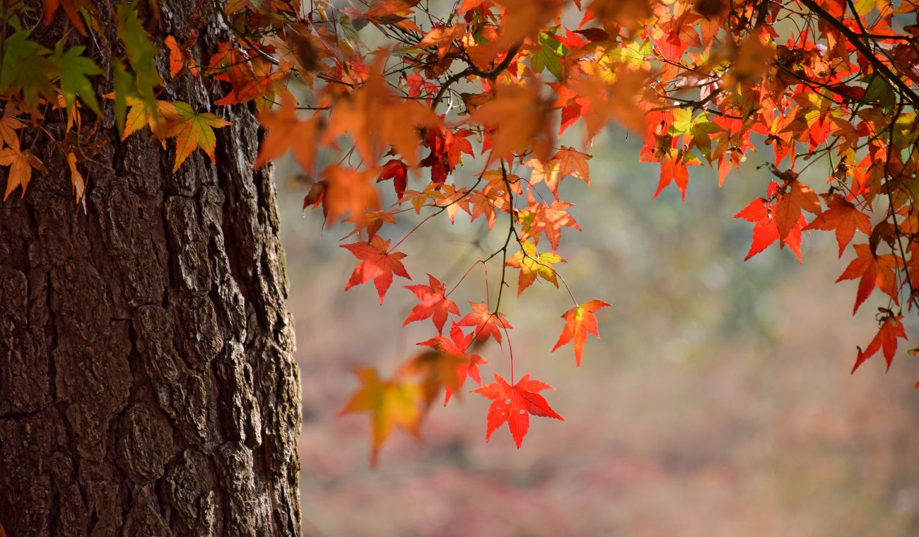 Equinoccio de otoño en 2025
