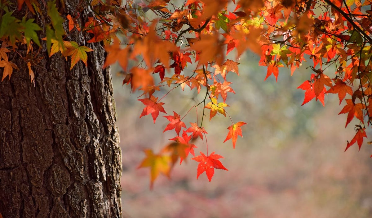 Equinoccio de otoño en 2025