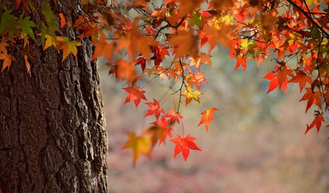 Equinoccio de otoño en 2025