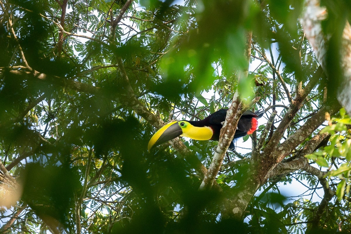 Tucán, biodiversidad