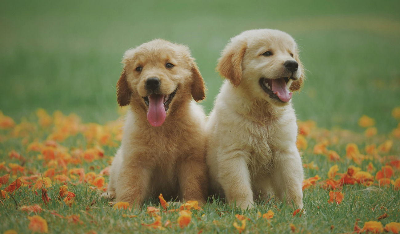 Conectar emocionalmente con mascotas: el hábito que fortalece vínculos y reduce estrés.
