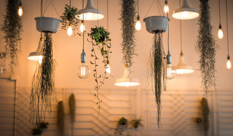 La clave está en elegir plantas decorativas resistentes a la humedad y al calor.