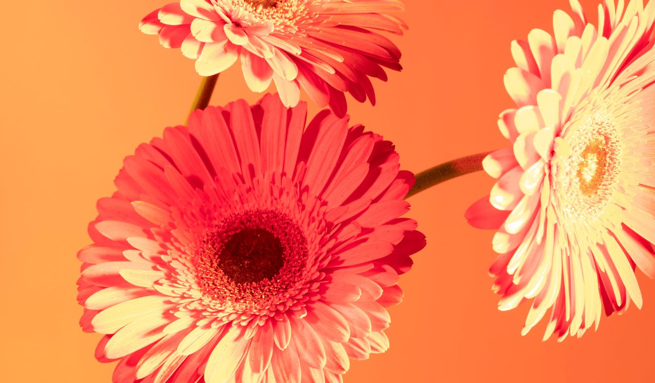 En Colombia, el Día de Amor y Amistad se celebra el tercer sábado de septiembre