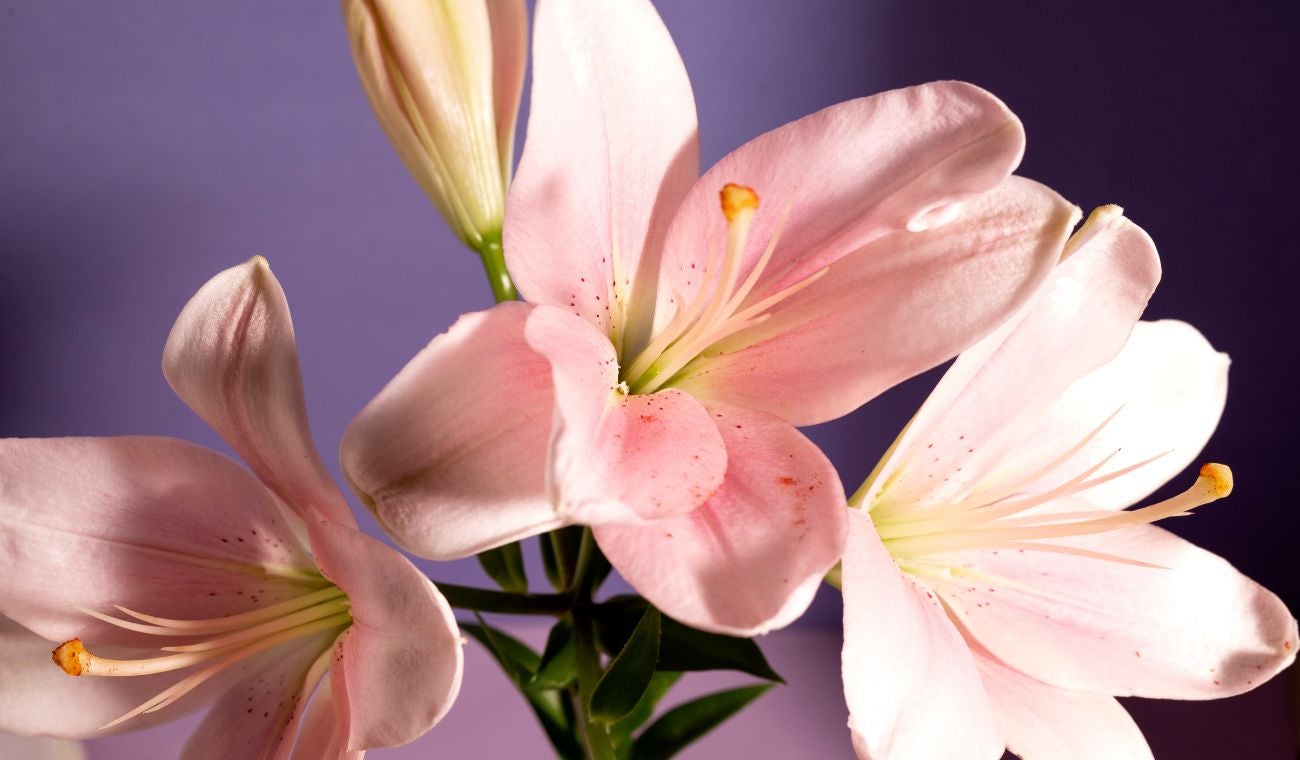Esta flor, de forma elegante y colores variados, se ha asociado durante siglos con la nobleza y la pureza