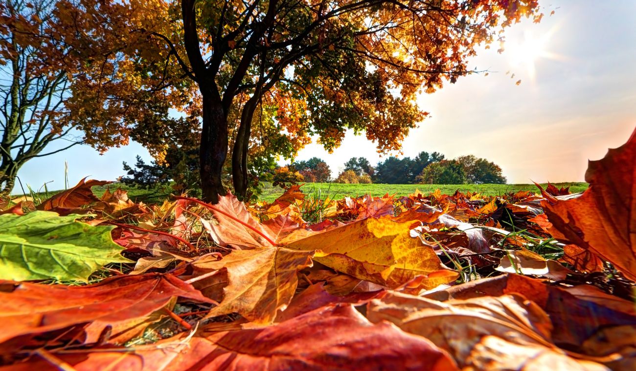 EQUINOCCIO de OTOÑO 2025: FECHA y hora en que comenzará este evento astronómico