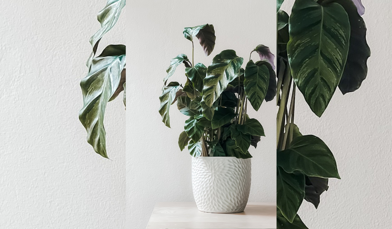 Dónde colocar PLANTAS DECORATIVAS para renovar su hogar