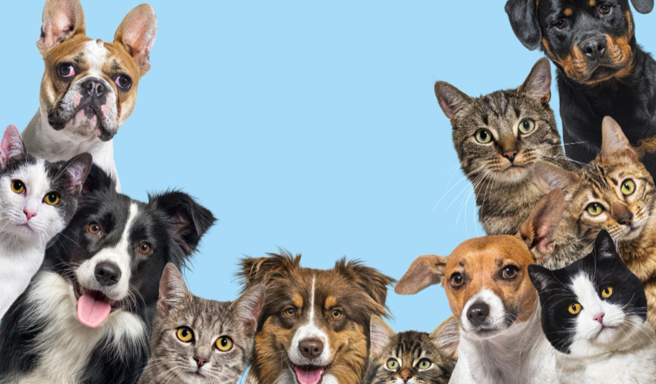 OBESIDAD EN MASCOTAS: riesgos y causas