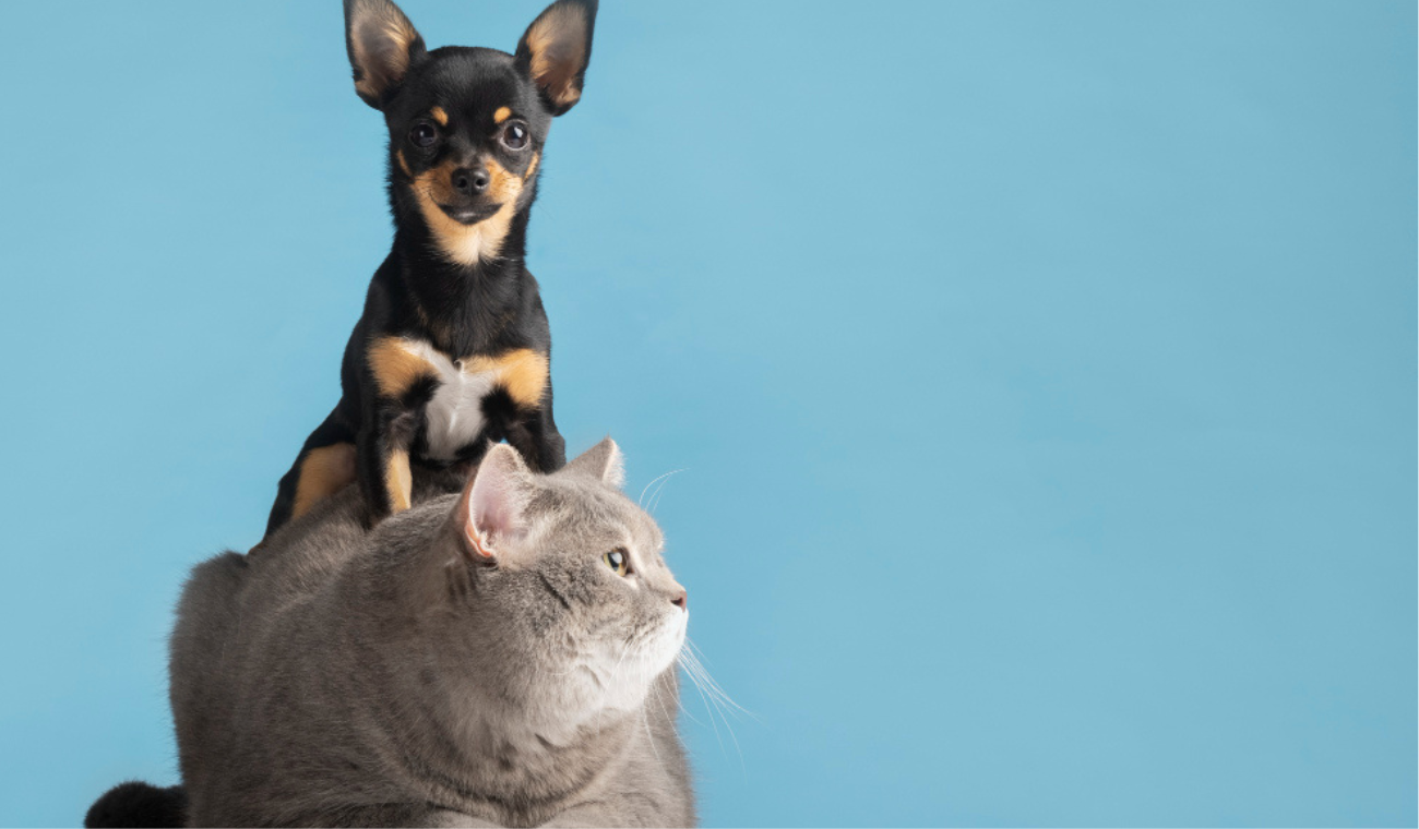 Expertos alertan que la obesidad es la nueva enfermedad silenciosa en mascotas