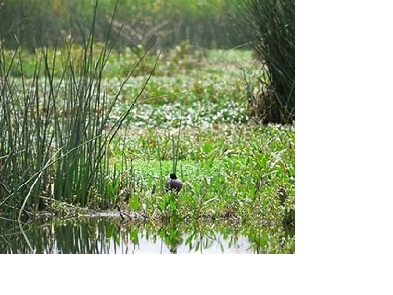 Aprobada acción para proteger humedales de Leticia en la selva amazónica. ¡Visita los humedales Córdoba, Tibabuyes y Jaboque!