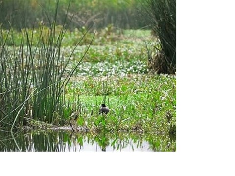 Aprobada acción para proteger humedales de Leticia en la selva amazónica. ¡Visita los humedales Córdoba, Tibabuyes y Jaboque!