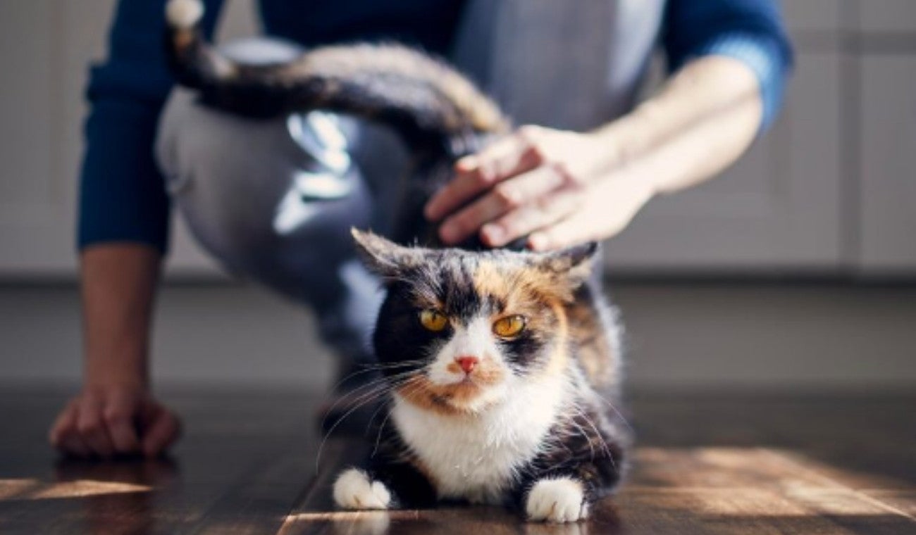 Palmadas en la parte trasera en gatos las razones por las que algunos las disfrutan