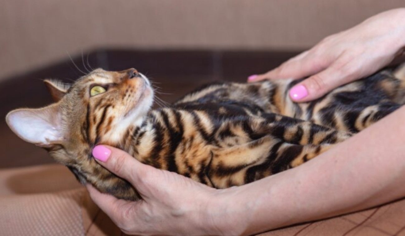 Palmadas en la parte trasera en gatos: las razones por las que algunos las disfrutan
