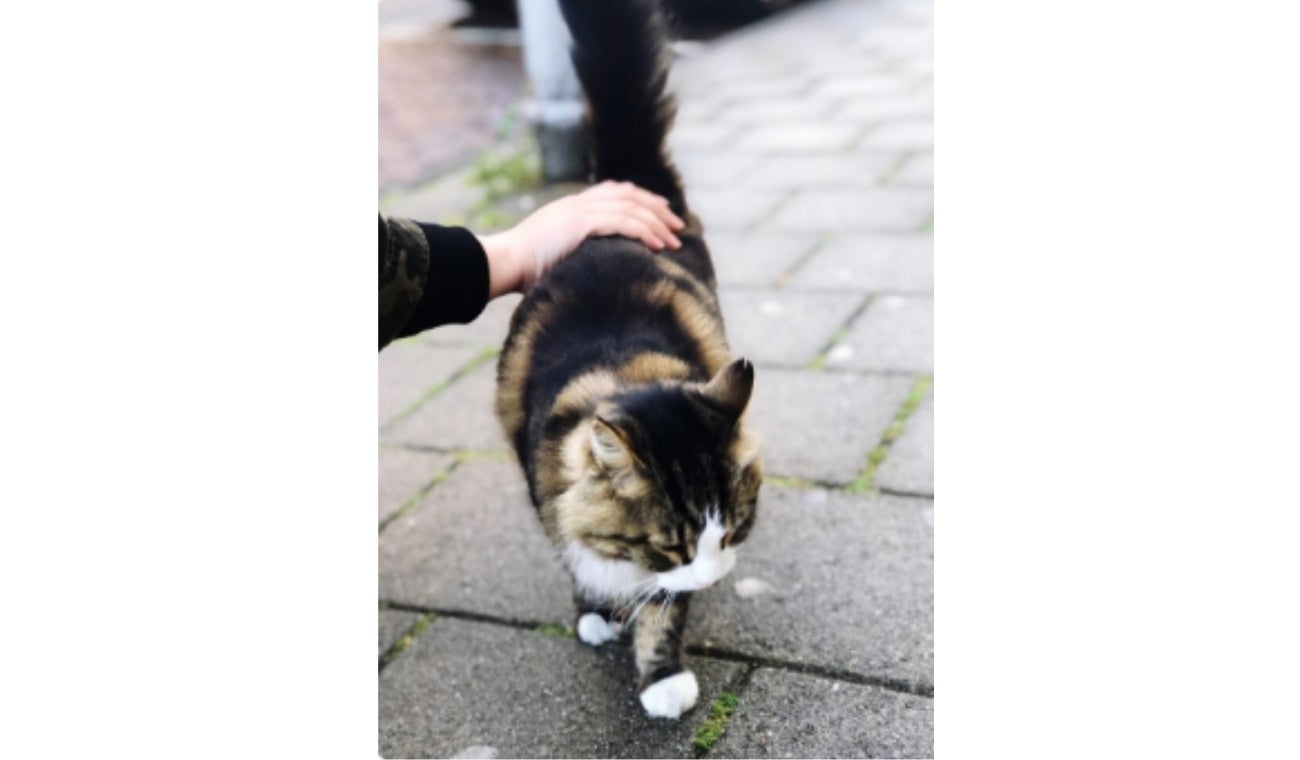 ¿Por qué a los GATOS les gustan las PALMADAS en la parte TRASERA?