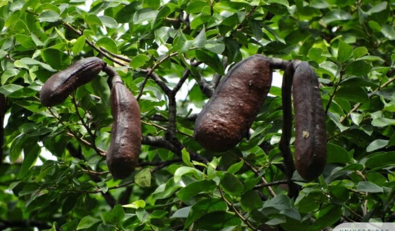¿Para qué sirve el algarrobo? Usos en alimentación, ganadería y conservación