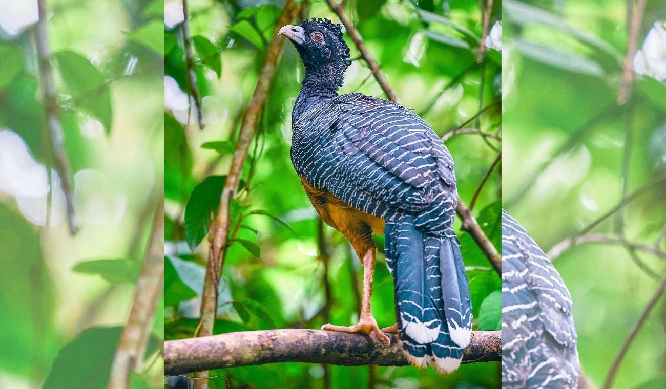 Paujil de Pico Azul
