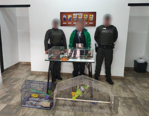 Animales recuperados, trafico de fauna, semana de receso