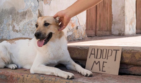 Denuncian presunto maltrato en Fundación de Cundinamarca tras muerte de perrita adoptada