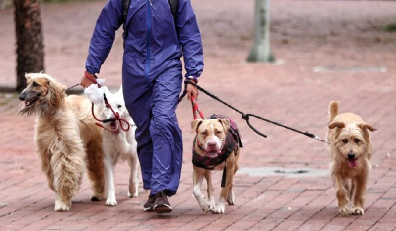 Riesgos para las mascotas que van a ciclovía y maratones