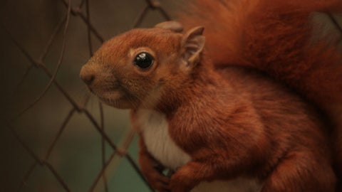 AnimalesSecretaríadeAmbiente6.jpeg