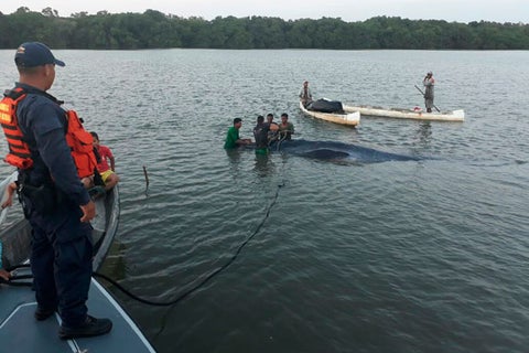 Ballena-1.jpg