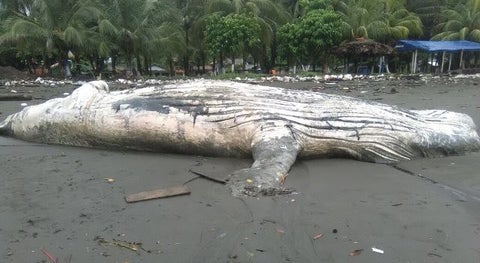 Ballena-muerta.jpg