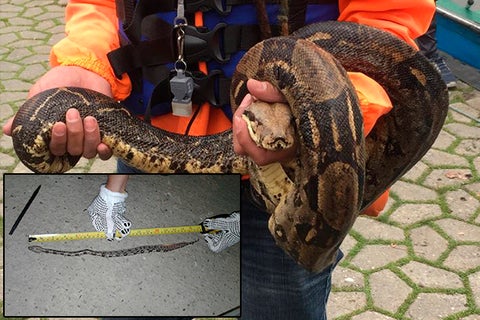 BoaConstrictoryCríaFotoSuminLAFM.jpg