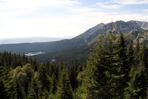BosquesRefIngimage1.jpg