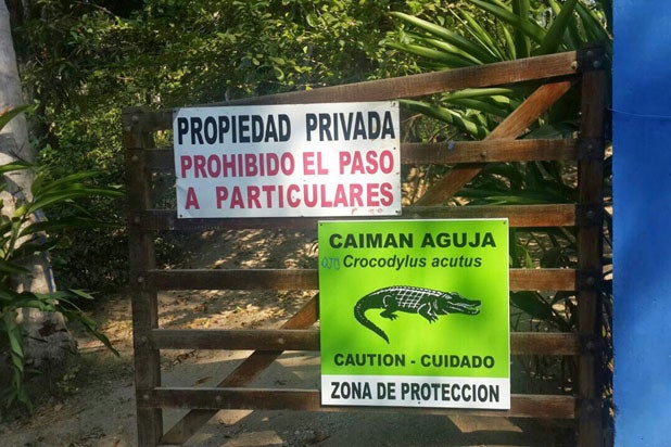 Caiman-aguja-Carteles-en-las-playas-de-Guachaca.jpg