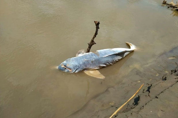 Delfin1.jpg