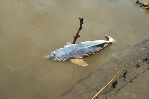 Delfin1.jpg