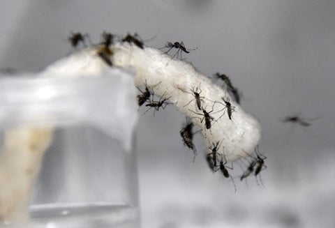 Dengue-AFP.jpg
