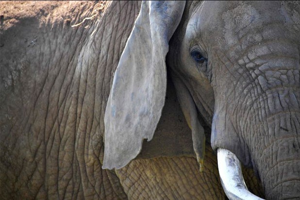 Elefante2.jpg
