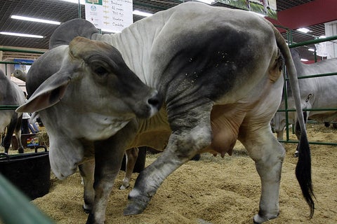 Ganado-Agroexpo-LA-FM-Colprensa.jpg