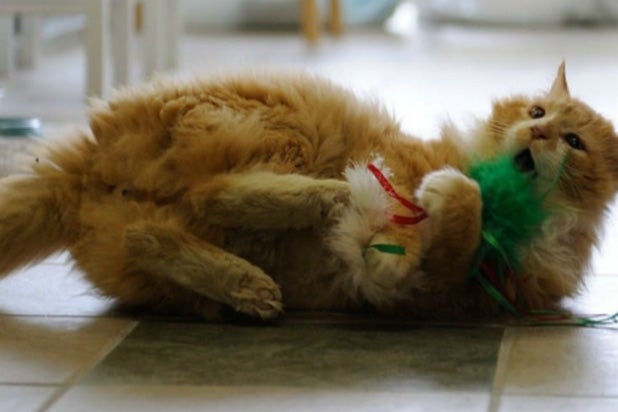 Gato-Facebook.jpg