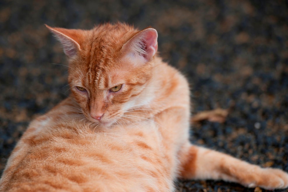 Gatos-Ingimage.jpg