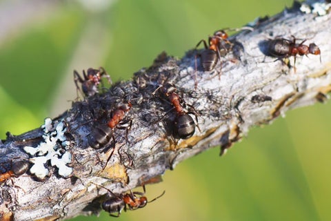 Hormigas.jpg
