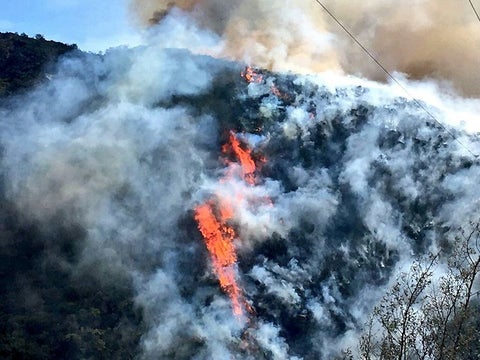 Incendio-forestal-Colprensa.jpg