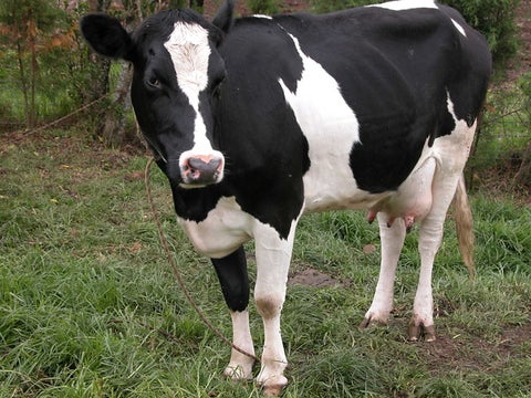 Leche - Vaca