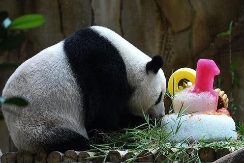 Liang-Liang-AFP.jpg
