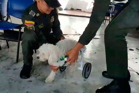 Lupita-perro-policía.jpg