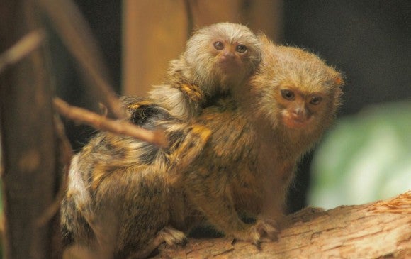 MONOS-ROBADOS.jpg