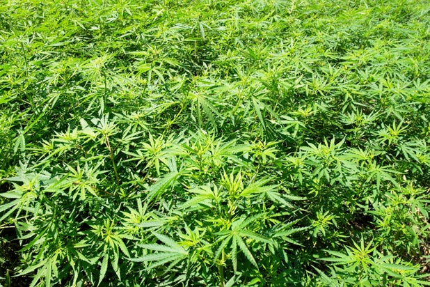 Marihuana-LAFm-Ingimage.jpg