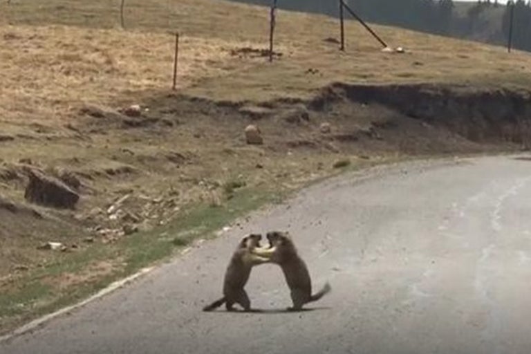Marmota-.jpg